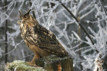 Eurasian Eagle Owl (Bubo bubo) perched on tree stump in wintry forest
