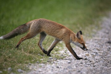 Red Fox (Vulpes vulpes) crossing a path