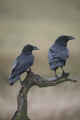 Obraz premium Common or Northern Ravens (Corvus corax)
