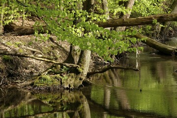 Stream, Lueerwald Forest, Sauerland, North Rhine-Westphalia, Germany, Europe
