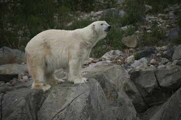 Polar bear (Ursus maritimus) on rocks, zoo, Finland, Europe