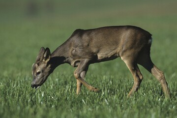 European Roe Deer (Capreolus capreolus), buck in winter coat