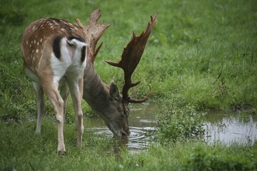 Fallow deer stag (dama dama) drinking from a puddle