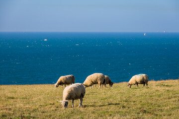 Fototapeta premium Les moutons de Cap Gris Nez dans le Pas de Calais