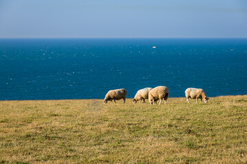 Les moutons de Cap Gris Nez dans le Pas de Calais