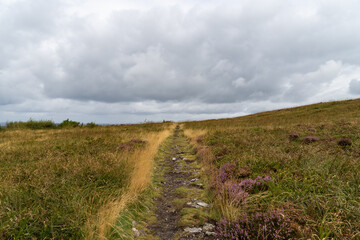 Sur le Ménez Hom, un sentier traverse une lande parsemée d'herbes dorées et de bruyères en fleurs. Ce cadre invite à la découverte des paysages bretons