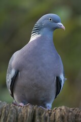 Wood Pigeon (Columba palumbus), Emsland, Lower Saxony, Germany, Europe