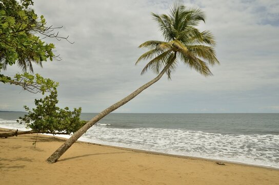 Palm tree on the beach in Kribi, Cameroon, Central Africa, Africa