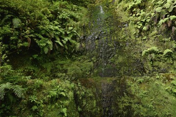Water flows on mossy rock face with ferns, hiking trail PR 9 Levada Caldeirao Verde, Queimadas rainforest, Madeira, Portugal, Europe