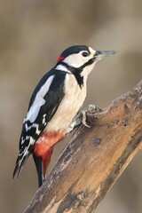 Obraz premium Great Spotted Woodpecker (Dendrocopos major), Hesse, Germany, Europe