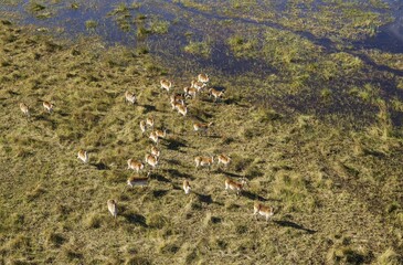 Red Lechwe (Kobus leche leche) herd at the edge of a freshwater marsh, aerial view, Okavango Delta, Botswana, Africa