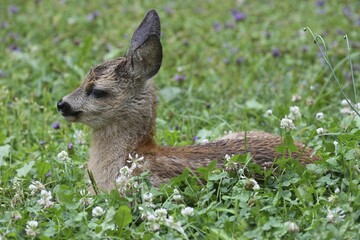 Roe deer (Capreolus capreolus), fawn, five weeks old, lying in meadow, Allgäu, Bavaria, Germany, Europe