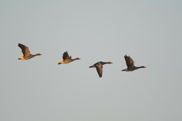 Greylag geese (Anser anser), group, flying, Emsland, Lower Saxony, Germany, Europe