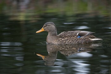 Mallard (Anas platyrhinchos), Emsland, Lower Saxony, Germany, Europe
