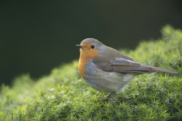 Robin or European Robin (Erithacus rubecula), Emsland, Lower Saxony, Germany, Europe