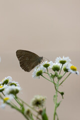 Schmetterling