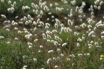 Obraz premium Hare's-tail (Lagurus ovatus), Atlantic Coast, Vabdée, France, Europe