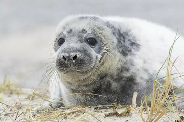 Grey seal (Halichoerus grypus), pup, portrait, Heligoland, Schleswig-Holstein, Germany, Europe © Erhard Nerger/imageBROKER
