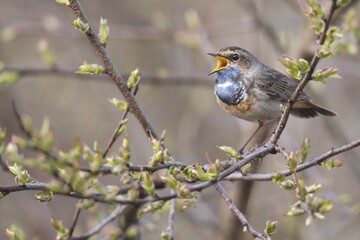 Fototapeta premium Bluethroat (Luscinia svecica) sitting on a branch, singing, Emsland, Lower Saxony, Germany, Europe