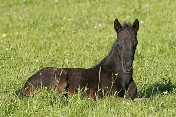 Domestic horse (Equus ferus caballus), brown foal on the pasture, Germany, Europe