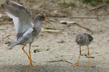 Redshanks (Tringa totanus) during courtship, Rheine, Münsterland, Nordrhein-Westfalen, Germany, Europe
