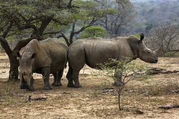 Naklejka premium White Rhinoceros (Ceratotherium simum), Hluhluwe-Imfolozi National Park, Province of KwaZulu-Natal, South Africa, Africa