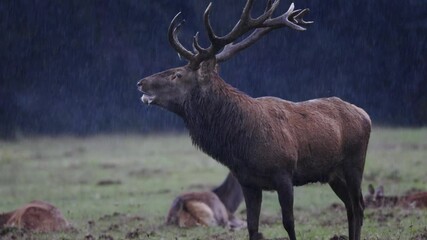 Roaring of the adult red deer in the rutting season.