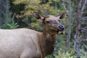 Fototapeta premium Wapiti, Elk (Cervus canadensis), doe, Banff National Park, Canadian Rockies, Alberta Province, Canada, North America