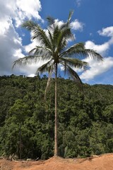 Obraz premium Palm tree by the roadside, Ko Samui, Thailand, Asia