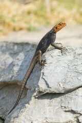Agama (Agama agama), Windhoek, Namibia, Africa
