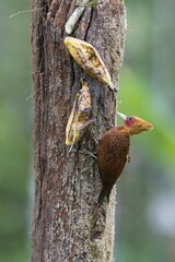 Chestnut-colored woodpecker (Celeus castaneus) at feeding ground, Costa Rica, Central America