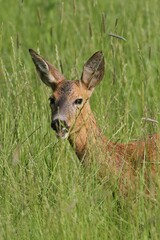 Roe deer (Capreolus capreolus), portrait, Allgaeu, Bavaria, Germany, Europe