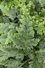 Moss Fern (Selaginella haematodes), deposits in Ecuador, Venezuela, South America