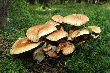 Shaggy Scalycap or Scaly Pholiota (Pholiota squarrosa), Allgäu, Swabia, Bavaria, Germany, Europe