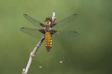 Broad-bodied chaser or broad-bodied darter (Libellula depressa), female, Lower Saxony, Germany, Europe