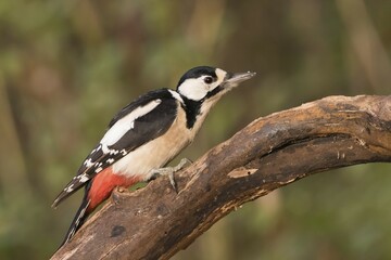 Great spotted woodpecker (Dendrocopos major), female, on dead wood, Hesse, Germany, Europe