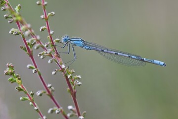Azure damselfly (Coenagrion puella) at Heather (Calluna vulgaris), Emsland, Lower Saxony, Germany, Europe
