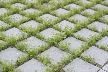 Eco-friendly paving of a parking lot with clover and grass, Germany, Europe