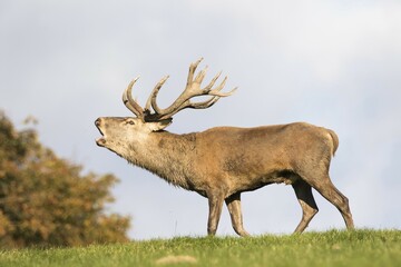 Red deer (Cervus elaphus) roaring, Lower Saxony, Germany, Europe