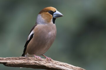 Hawfinch (Coccothraustes coccothraustes) sits on deadwood, Emsland, Lower Saxony, Germany, Europe