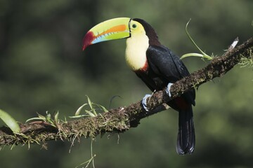 Keel-billed Toucan (Ramphastus sulfuratos) perched on a branch, Heredia Province, Costa Rica, Central America