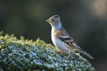 Fototapeta premium Brambling (Fringilla montifringilla), Lower Saxony, Germany, Europe