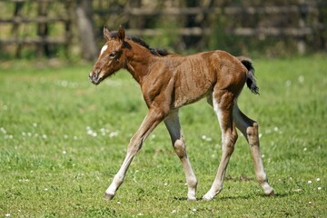 Fototapeta premium Domestic horse (Equus ferus caballus), brown foal running on the pasture, Germany, Europe