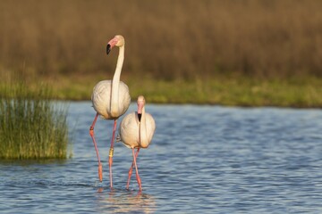 Greater Flamingo (Phoenicopterus roseus), a male in the mood for mating follows a female, at the Laguna de Fuente de Piedra, Malaga province province, Andalusia, Spain, Europe