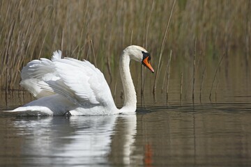 Mute swan (Cygnus olor) in the water, courtship, Schleswig-Holstein, Germany, Europe