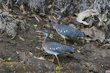 Sunbitterns (Eurypyga helias), Boca Tapada, Costa Rica, Central America