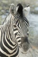 Naklejka premium Plains zebra (Equus burchelli), portrait, Etosha National Park, Namibia, Africa