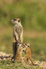 Suricates (Suricata suricatta), adult with two playful young on the lookout, during the rainy season in green surroundings, Kalahari Desert, Kgalagadi Transfrontier Park, South Africa, Africa