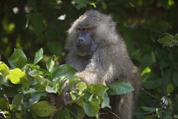 Anubis or olive baboon (Papio anubis) in tree, Lake Manyara National Park, Tanzania, Africa