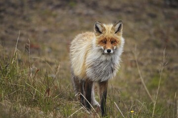 Red fox (Vulpes vulpes) in tundra, Lapland, Norway, Europe
